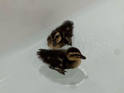 ducklings for sale