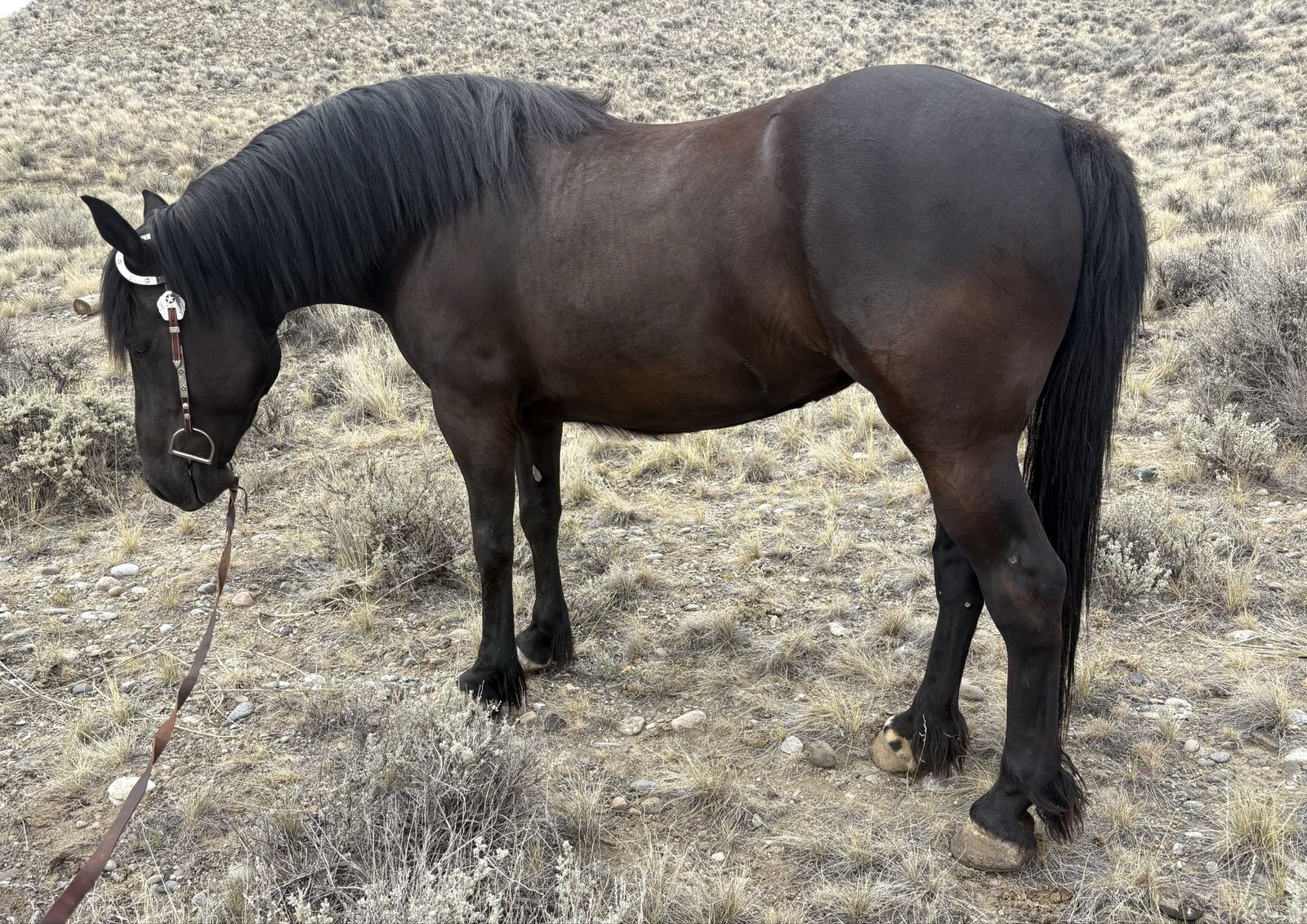 2021 Draft Cross Mare