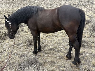 2021 Draft Cross Mare