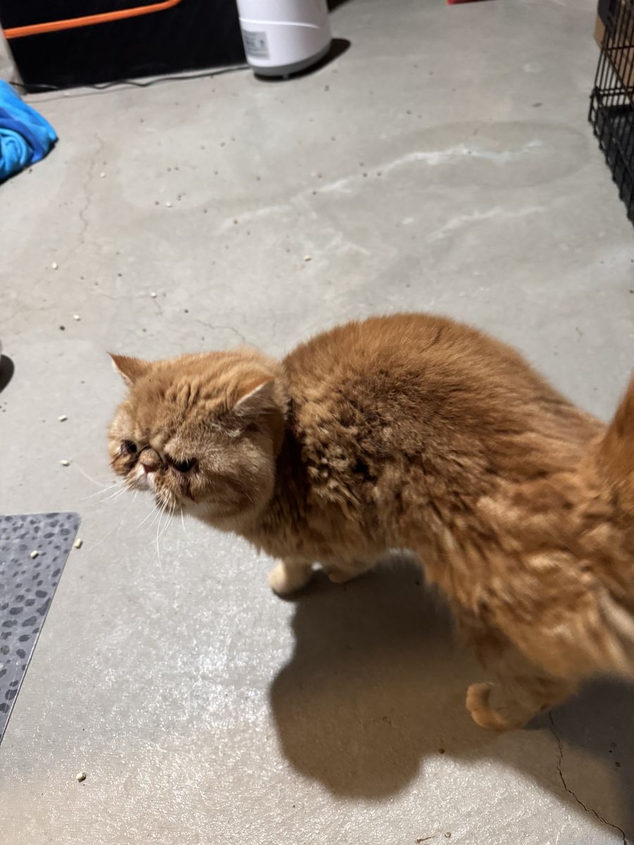 Exotic Short Hair Persian