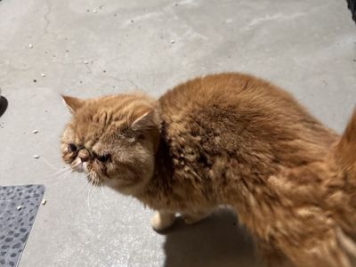 Exotic Short Hair Persian