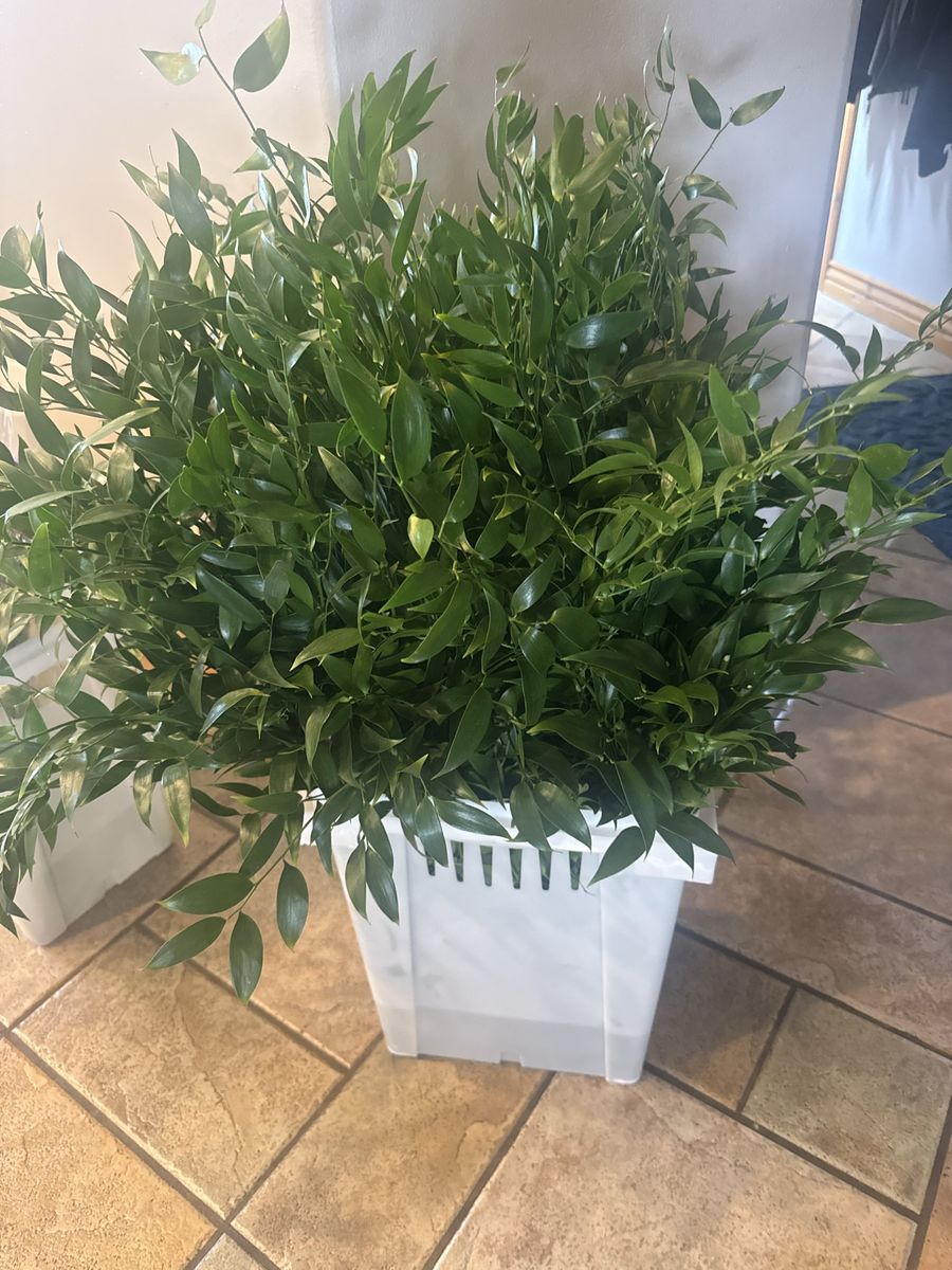 Italian Ruscus