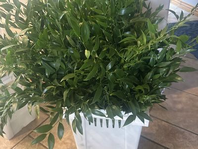 Italian Ruscus