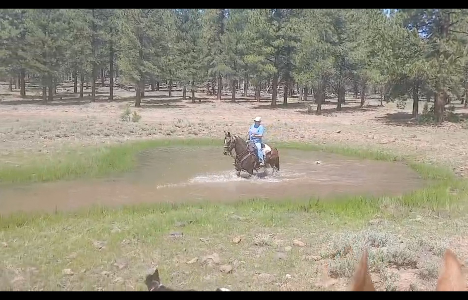 Roan mare ALL Around