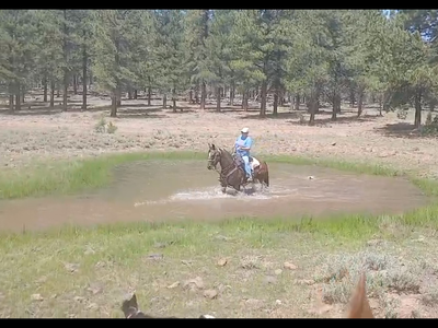 Roan mare ALL Around