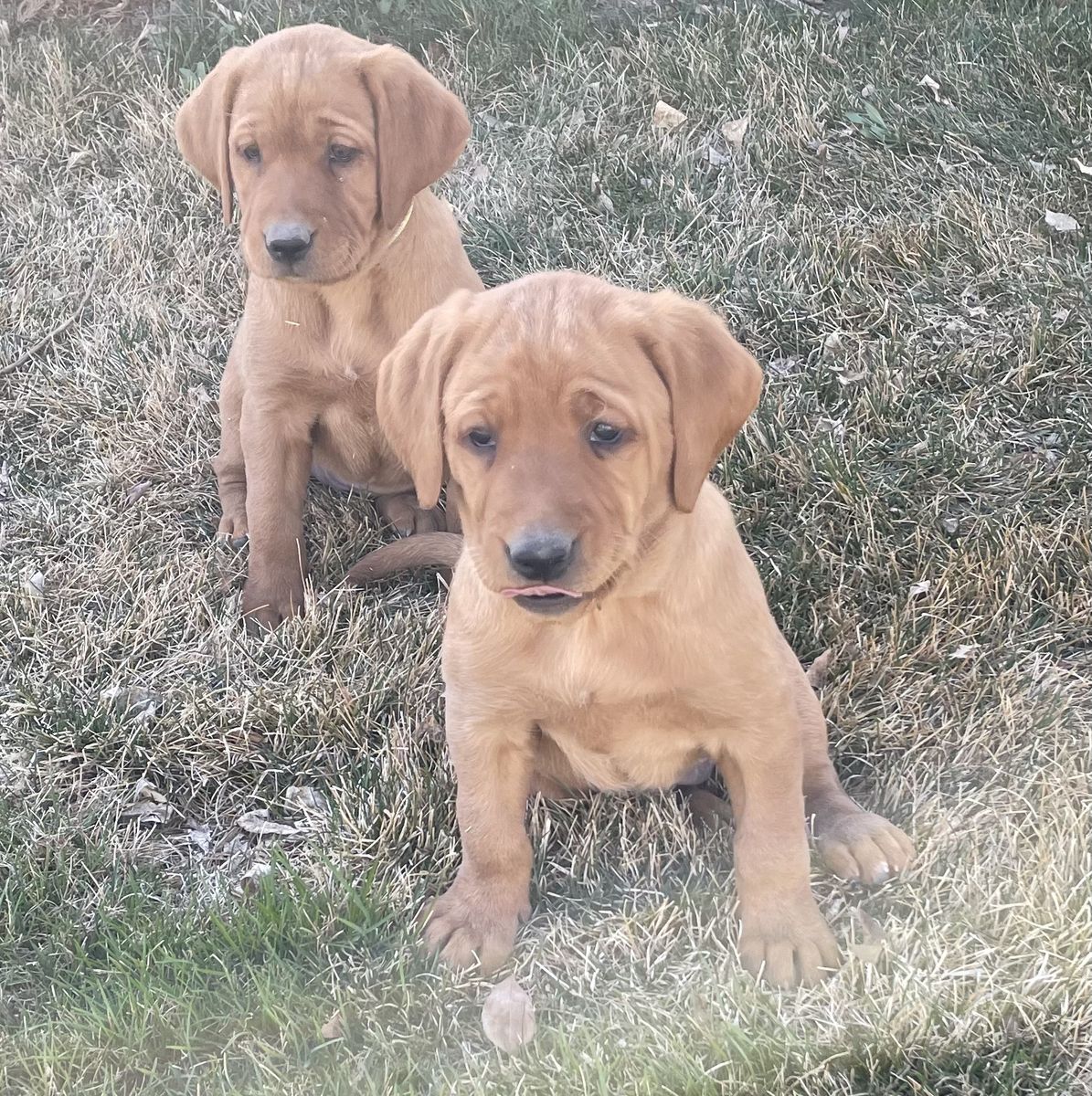 AKC Registered Red Fox Labrador Retriever Puppies