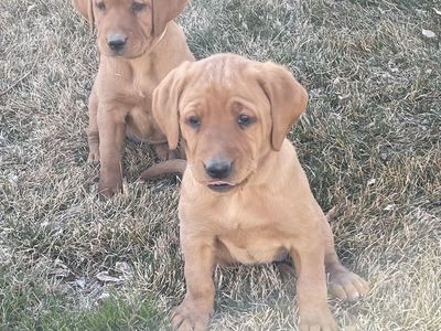 AKC Registered Red Fox Labrador Retriever Puppies