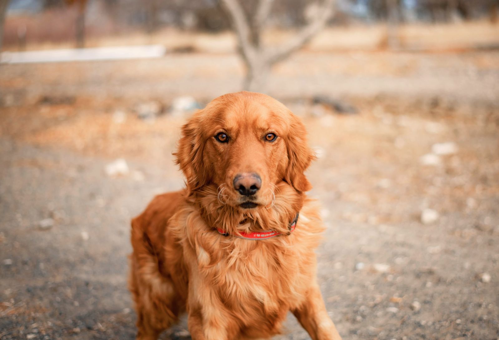 AKC registered golden retriever for stud - dark red, fully health tested
