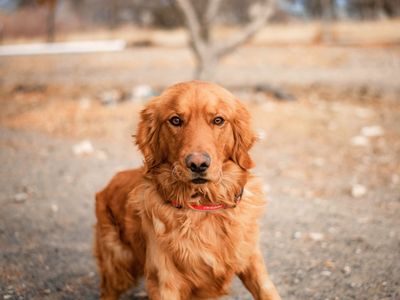 AKC registered golden retriever for stud - dark red, fully health tested