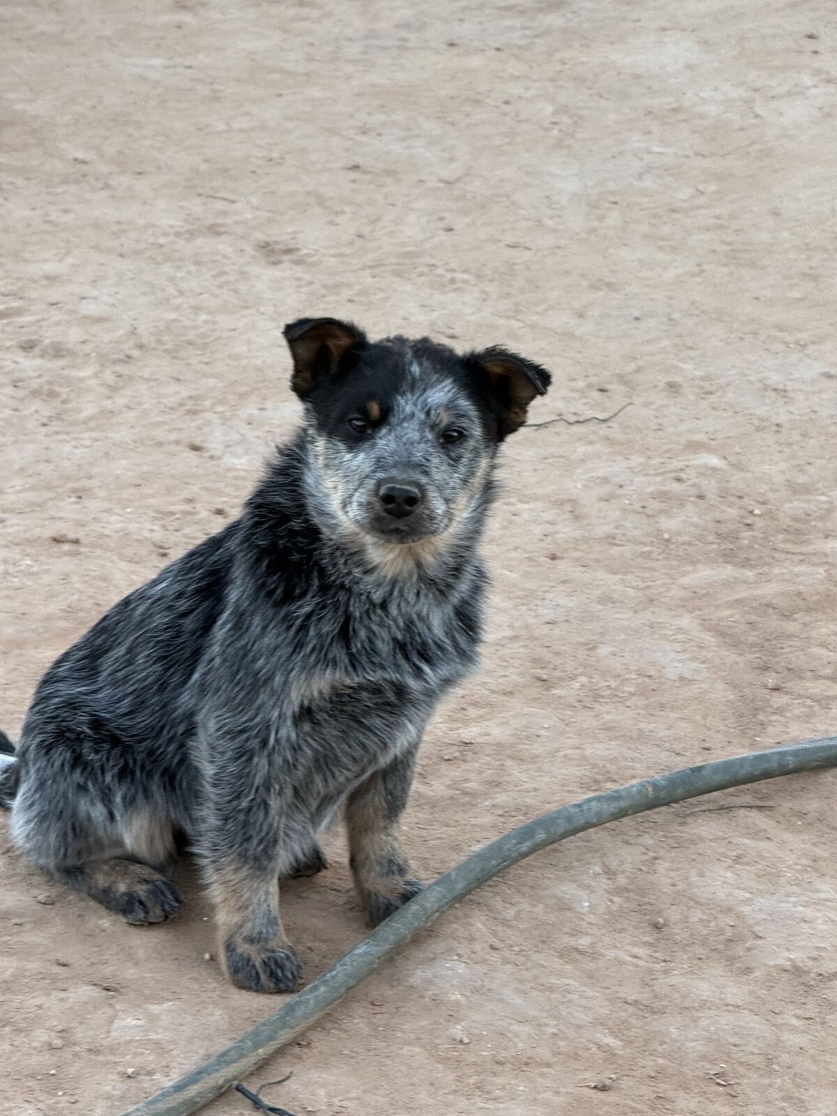 Blue Heeler Puppies