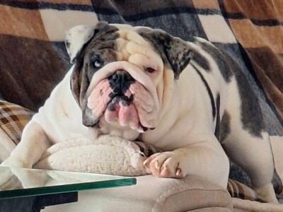 English Bulldog puppies