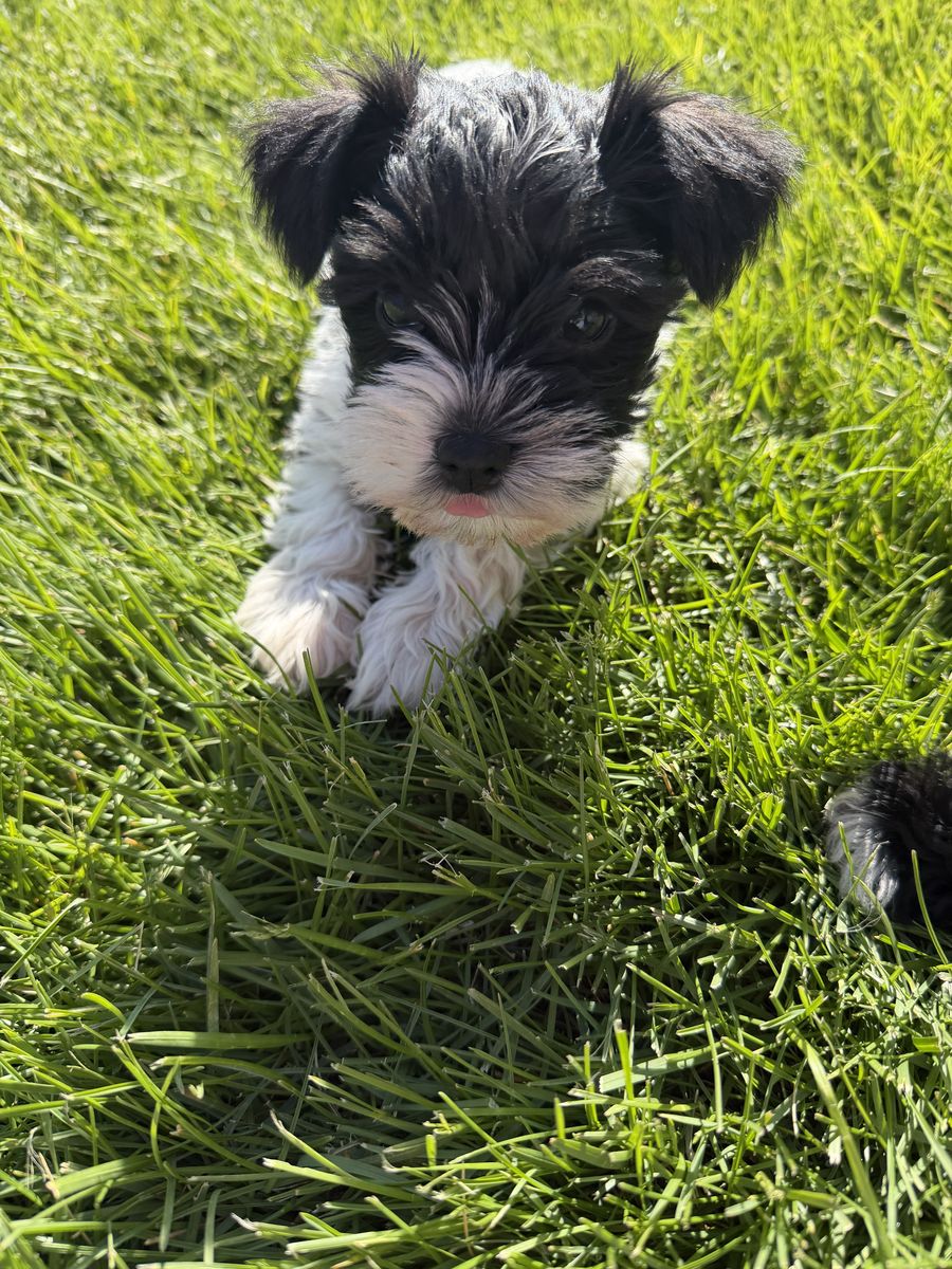 Adorable Miniature Schnauzers