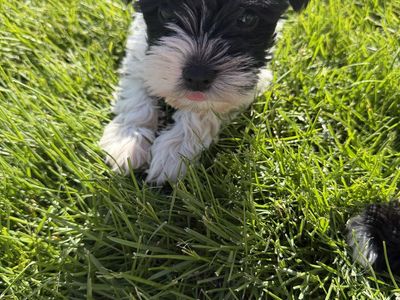 Adorable Miniature Schnauzers