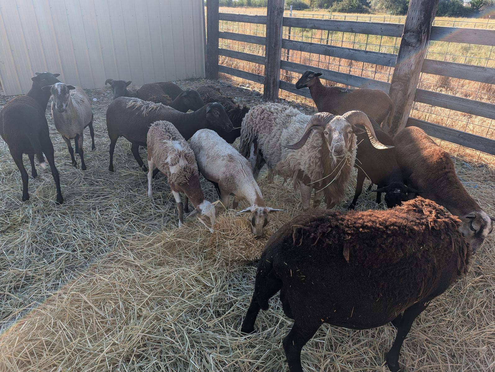 Herd of 13 females 1 male