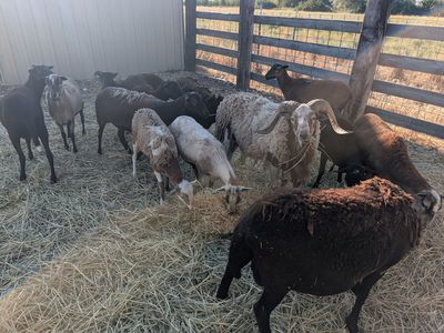 Herd of 13 females 1 male
