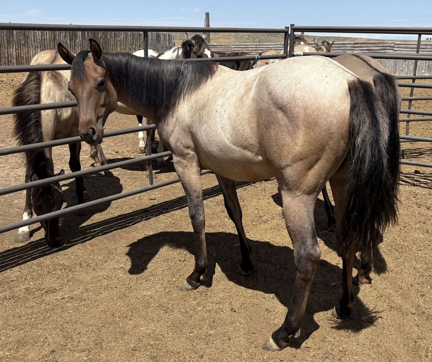 2024 APHA Dun Roan filly