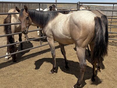 2024 APHA Dun Roan filly