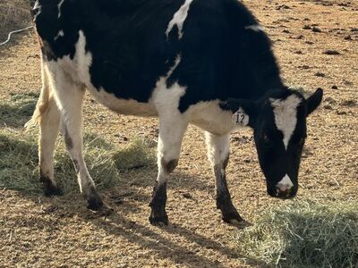Holstein Bred Heifer