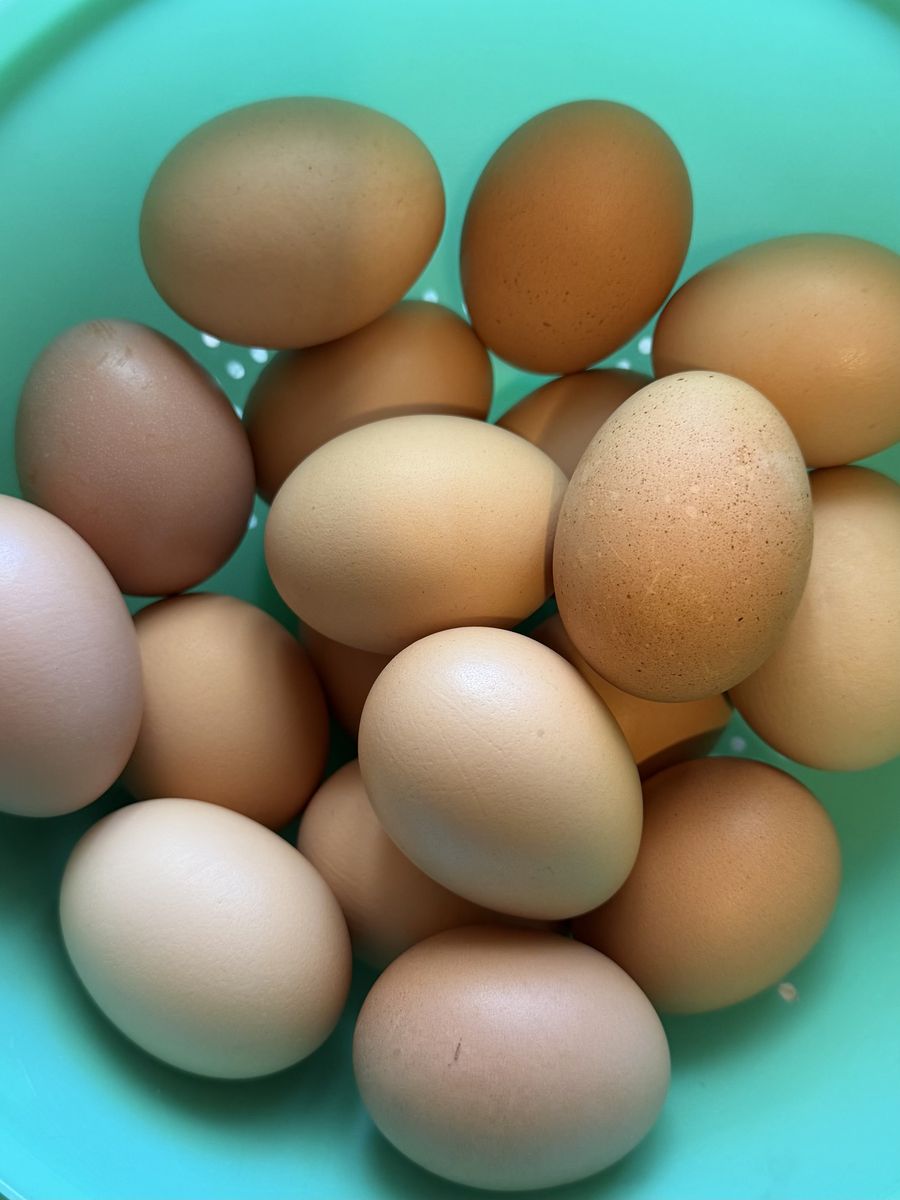 Fresh Farm Eggs