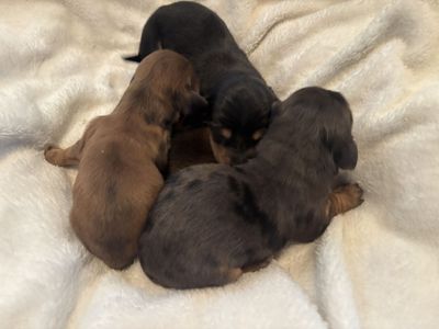 Quality Miniature Longhaired Dachshunds