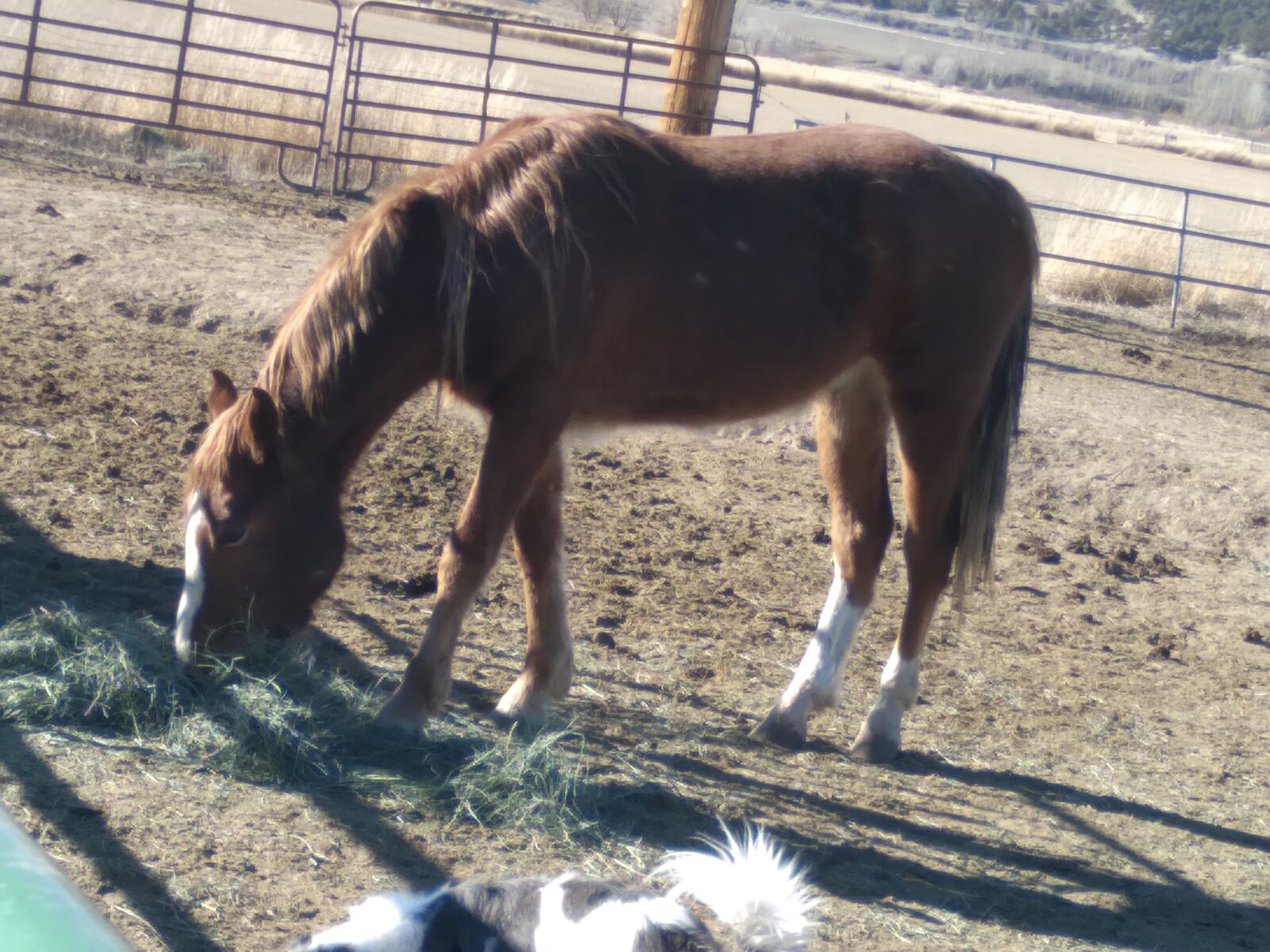 2 and half year old gelding fox trotter