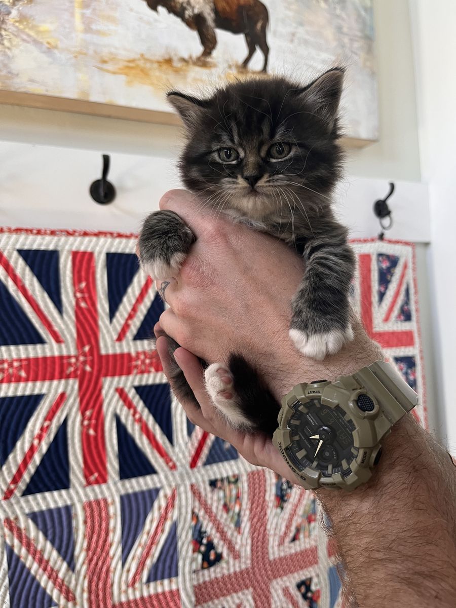 Female kittens