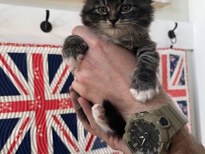 Female kittens