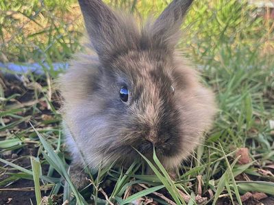 Baby Bunnies- It's so fluffy I'm going to die!!