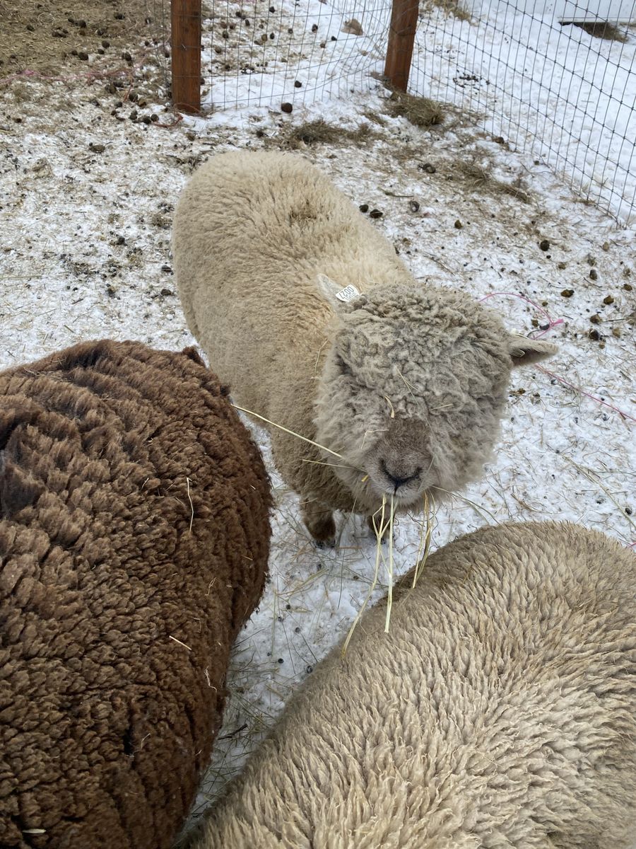 Babydoll wether lamb