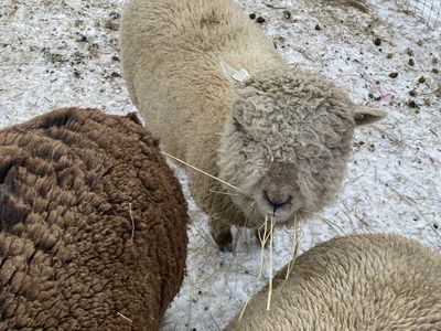 Babydoll wether lamb