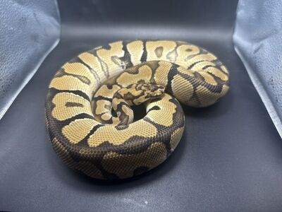 Spotnose Clown Het Dg Hypo Male