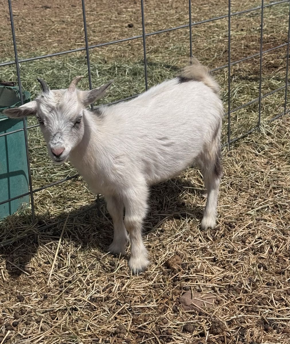 Barbie- Silky Fainter X Nigerian Dwarf Doeling