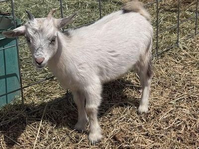 Barbie- Silky Fainter X Nigerian Dwarf Doeling