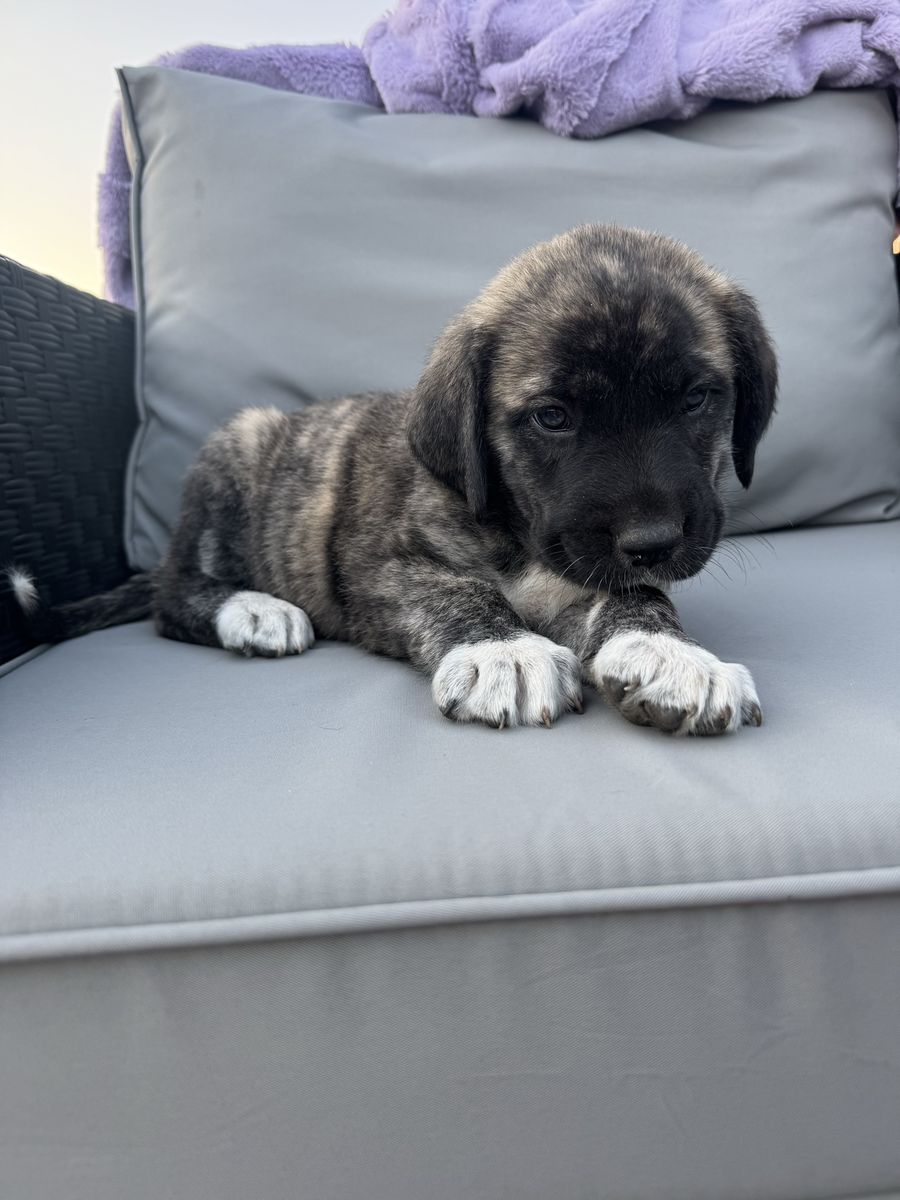 Daniff Puppy!