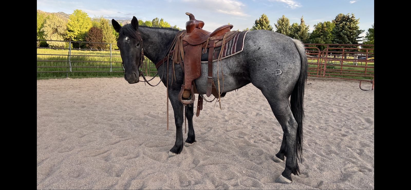 AQHA Cow Bred Horse