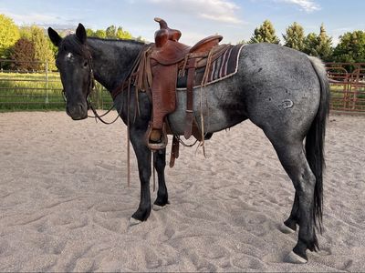AQHA Cow Bred Horse