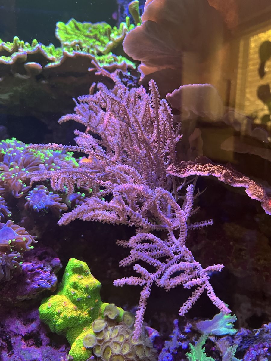 Coral frags pink and purple gorgonian