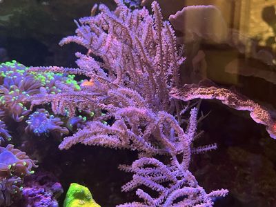 Coral frags pink and purple gorgonian