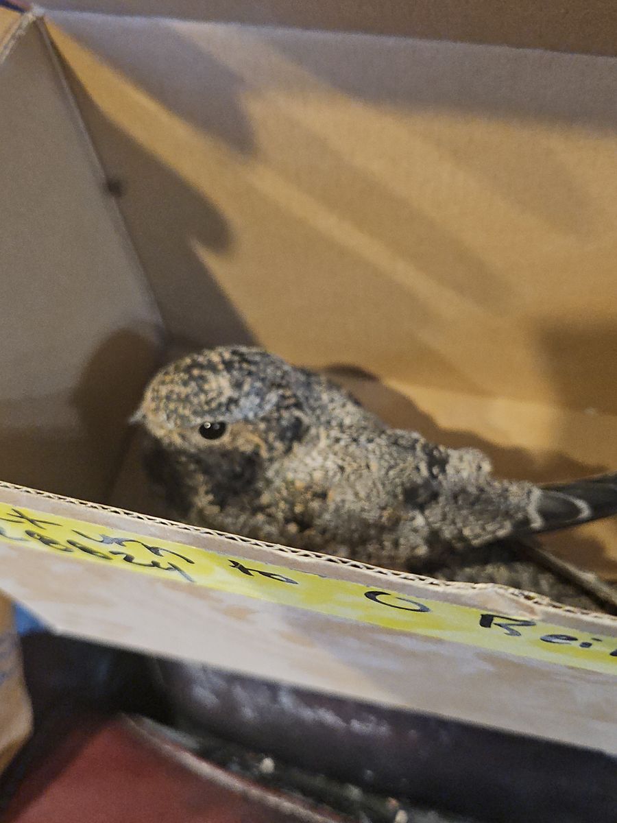 Live Bird in Box