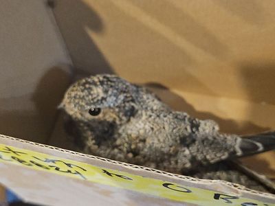 Live Bird in Box