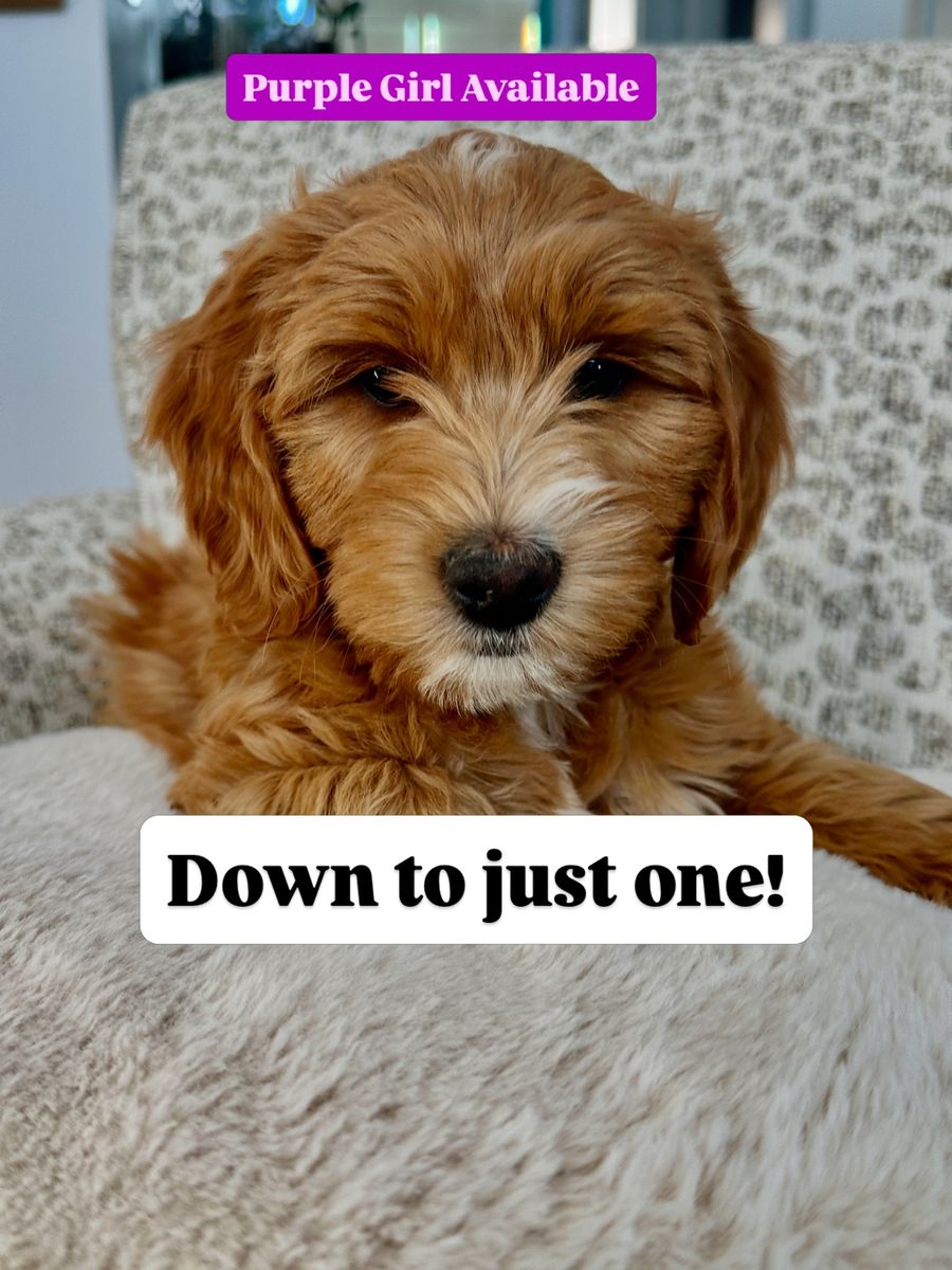 Mini Goldendoodle Puppy READY TO GO HOME