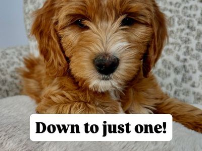 Mini Goldendoodle Puppy READY TO GO HOME