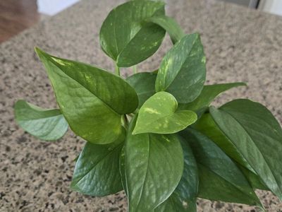 Pothos