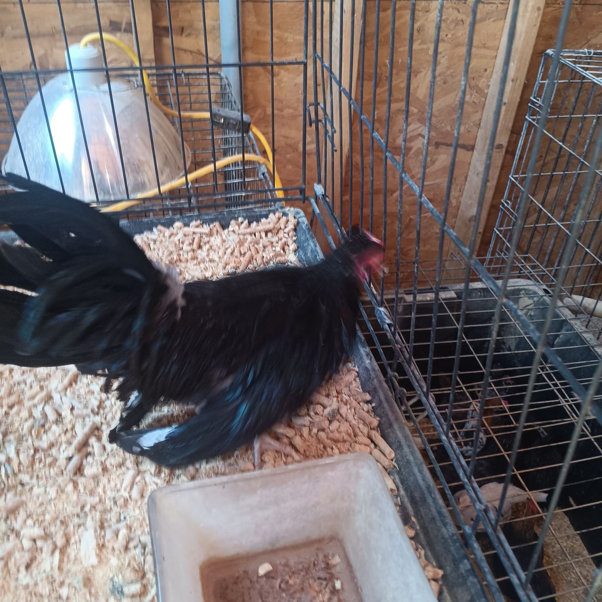 Awesome young high quality azteca pairs asking 75 a pair. And  nice single short leg 65