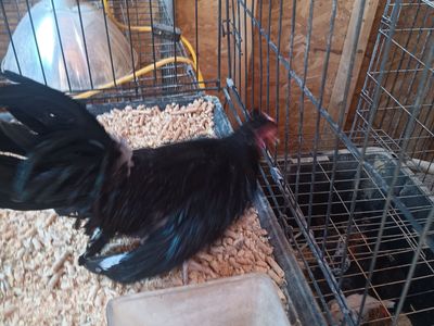 Awesome young high quality azteca pairs asking 75 a pair. And nice single short leg 65
