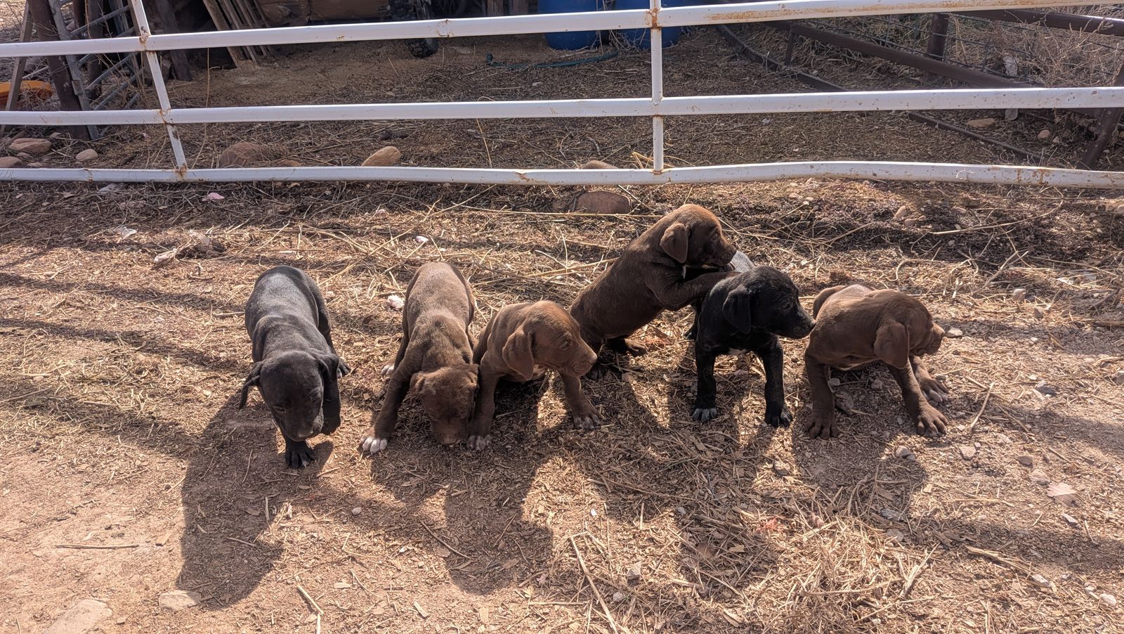 German Shorthair/Labrador Retriever Pups