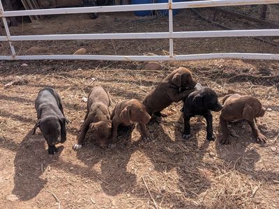 German Shorthair/Labrador Retriever Pups