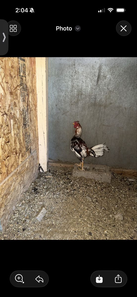 Chickens for sale