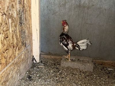 Chickens for sale