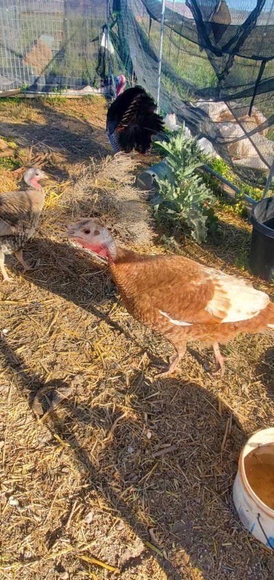 Heritage Turkeys